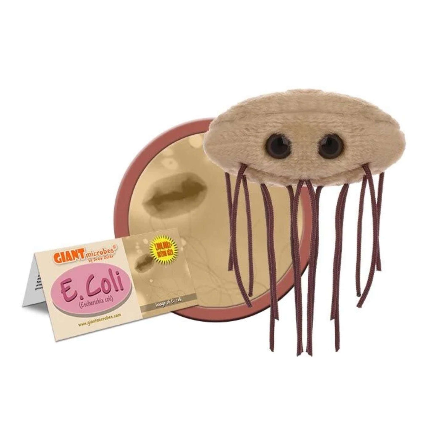 E.Coli