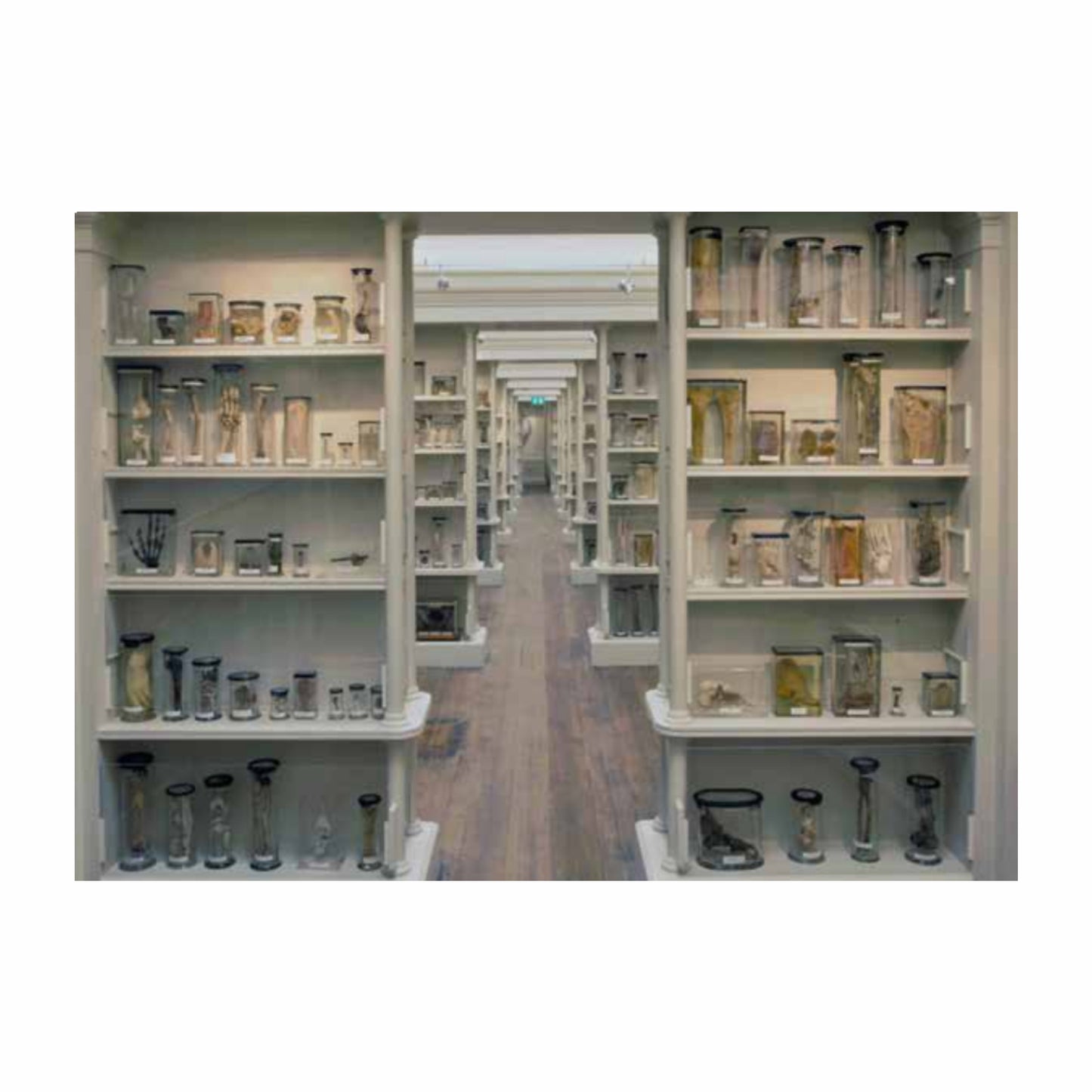 Upper pathology Gallery Postcard