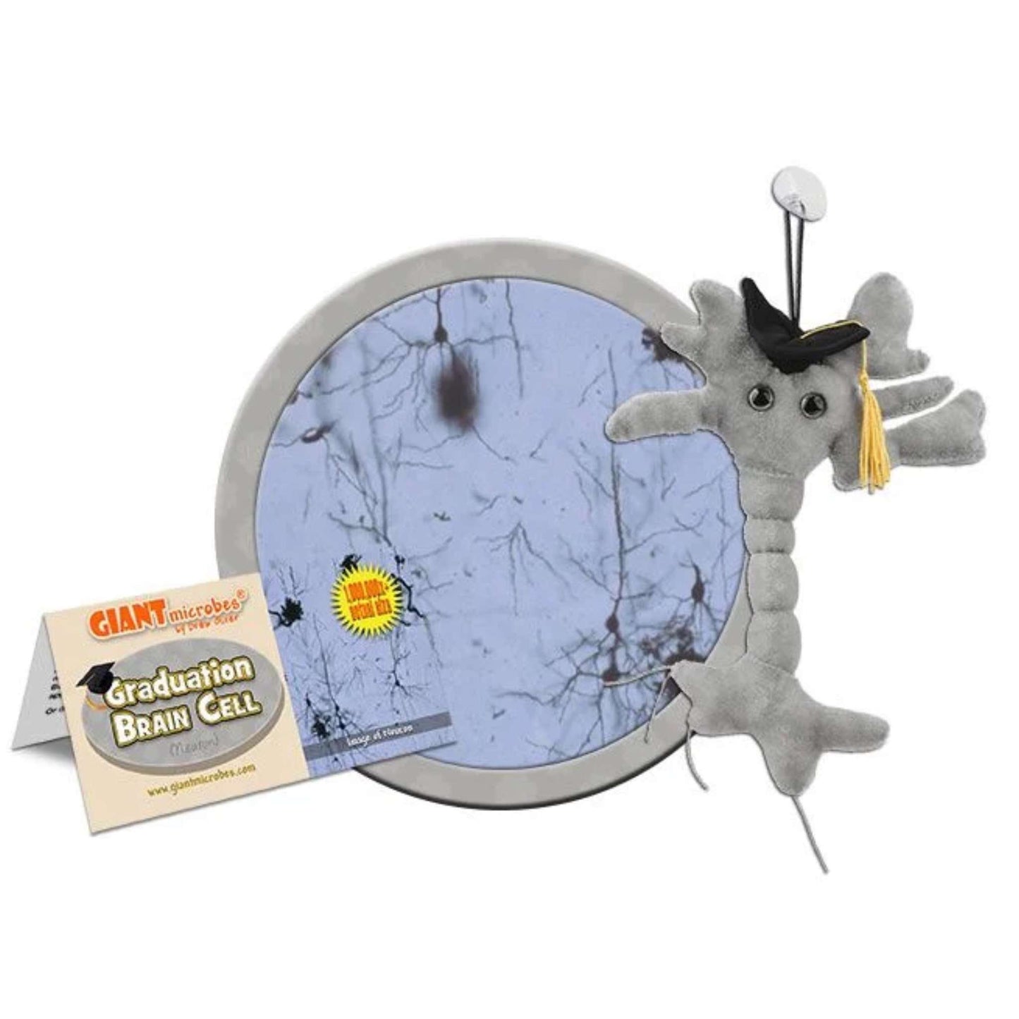 Brain Cell Graduation Big Size