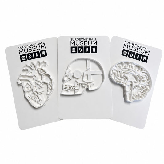 Anatomy Cookie Cutter