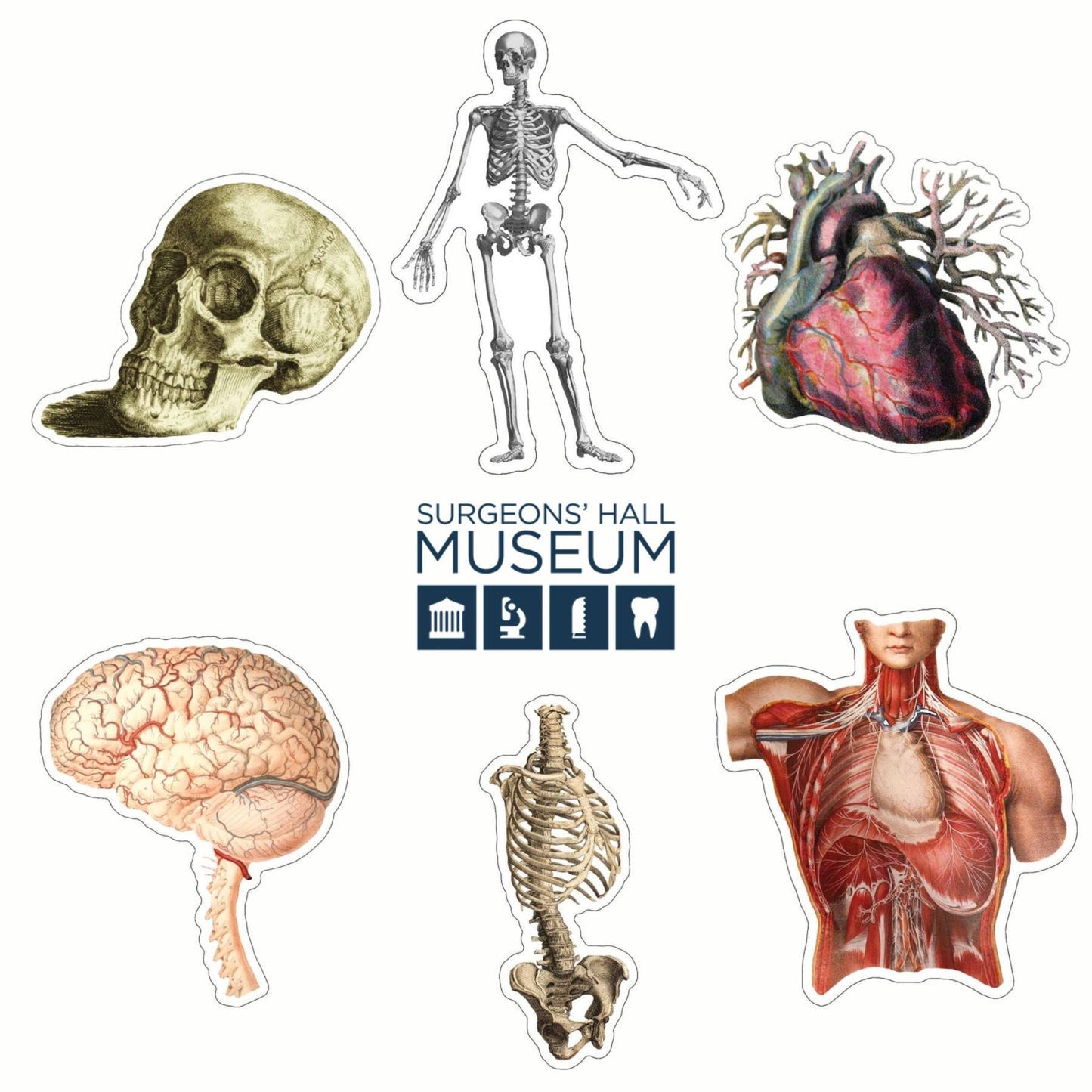Anatomy Sticker Set