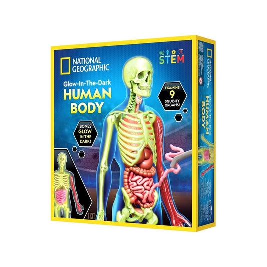 Human Body
