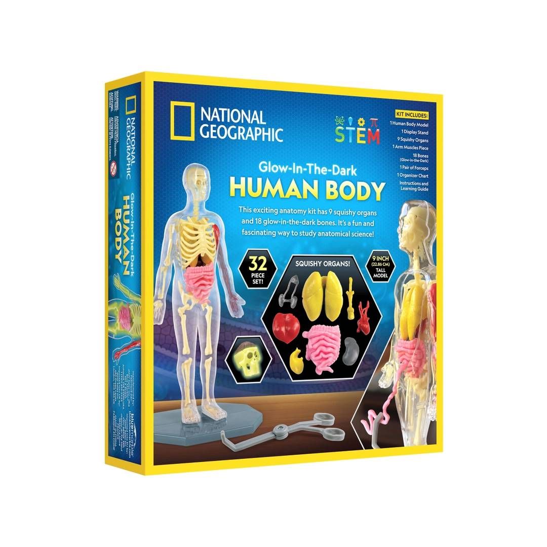 Human Body