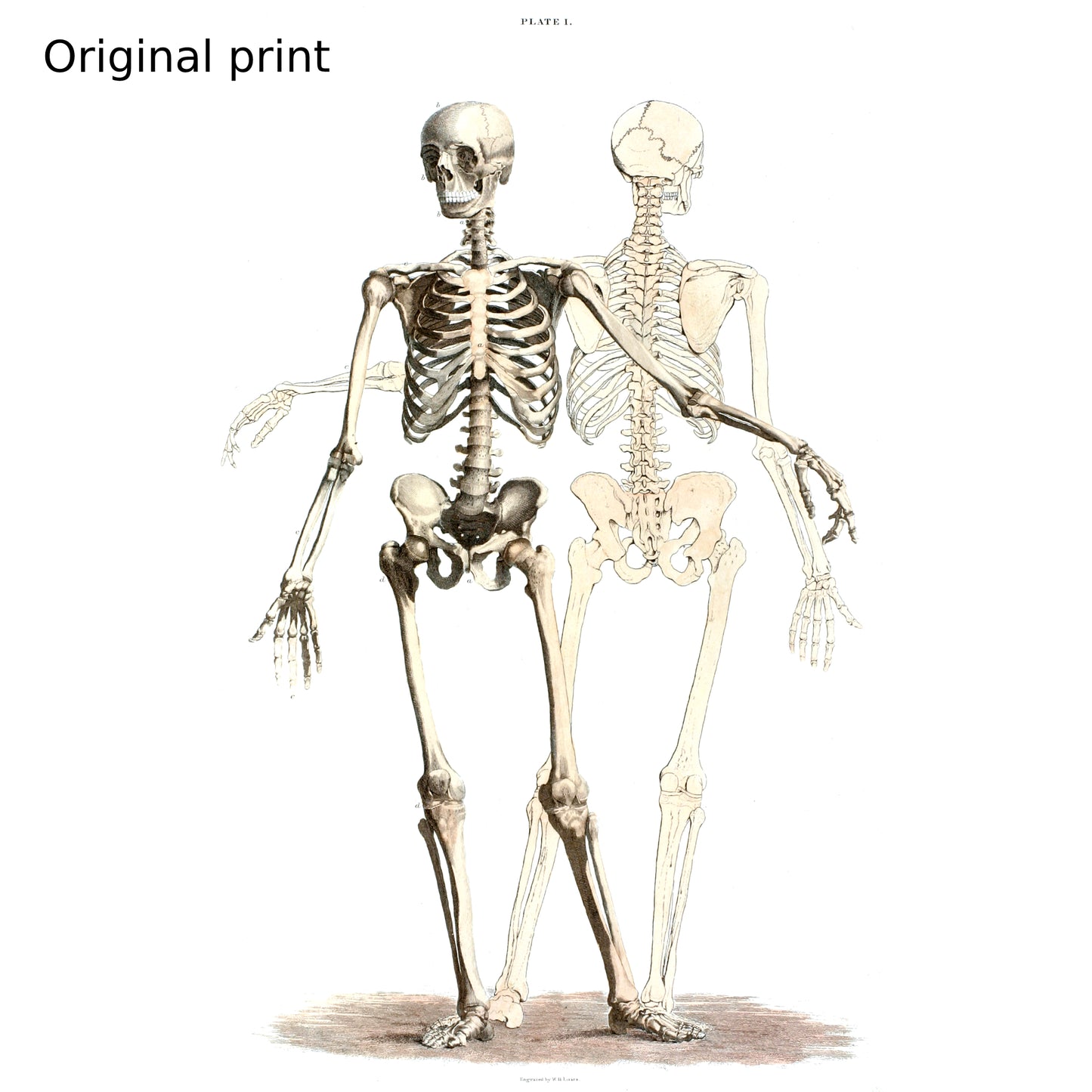 T-shirt Squelette Adulte
