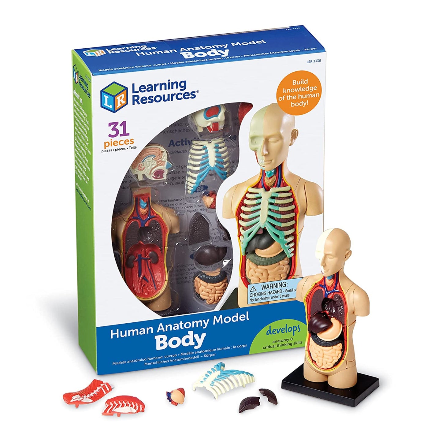 Human Anatomy Model